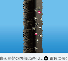 痛んだ髪の内部は酸化し、+電位に傾く